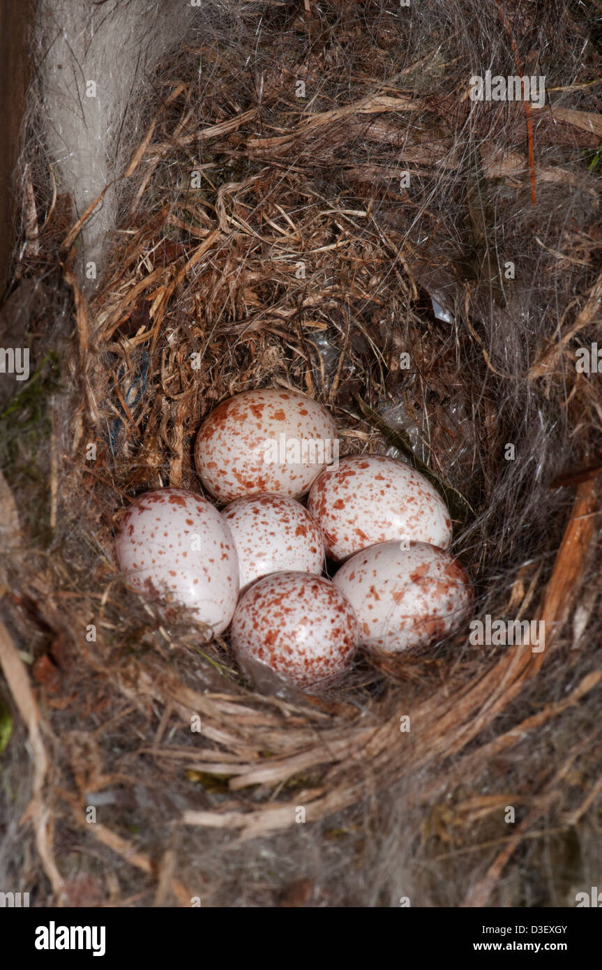 Cincia tufted il nido in un uccello casa con sei uova Foto Stock