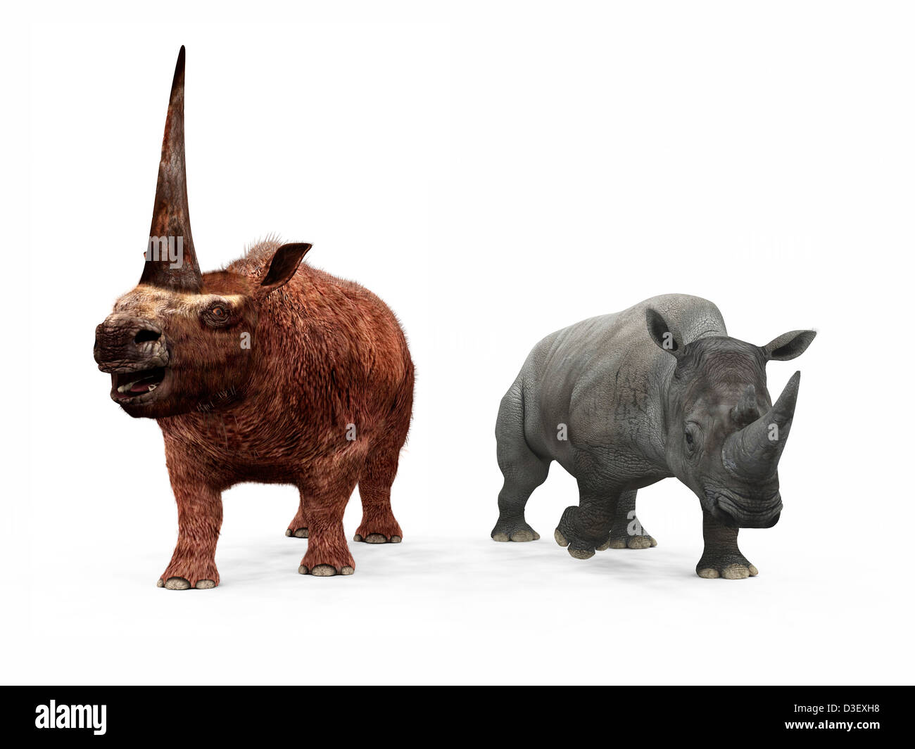 Un adulto Elasmotherium rispetto a un moderno adulto rinoceronte bianco. Foto Stock
