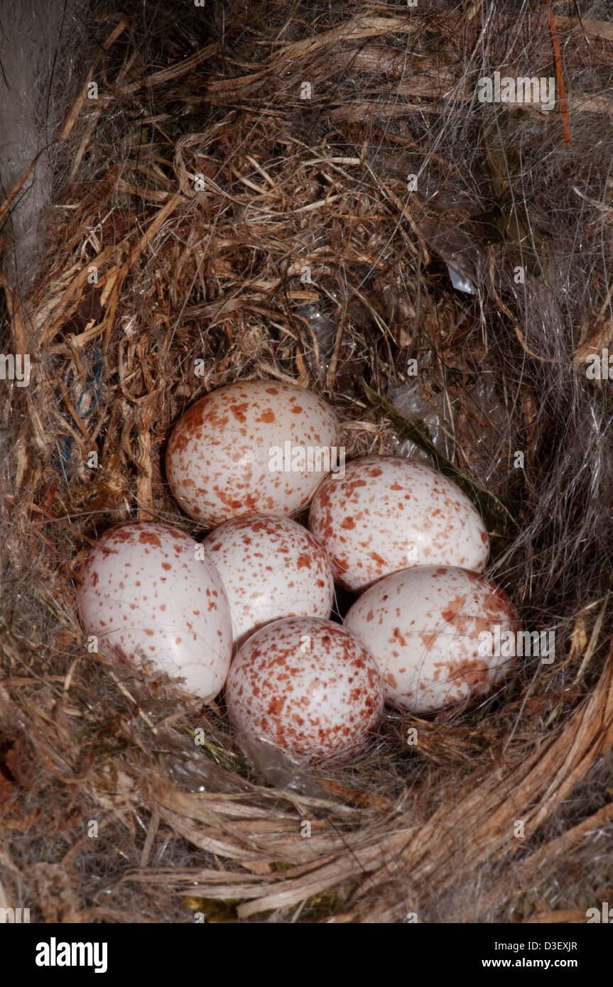 Cincia tufted il nido in un uccello casa con sei uova Foto Stock