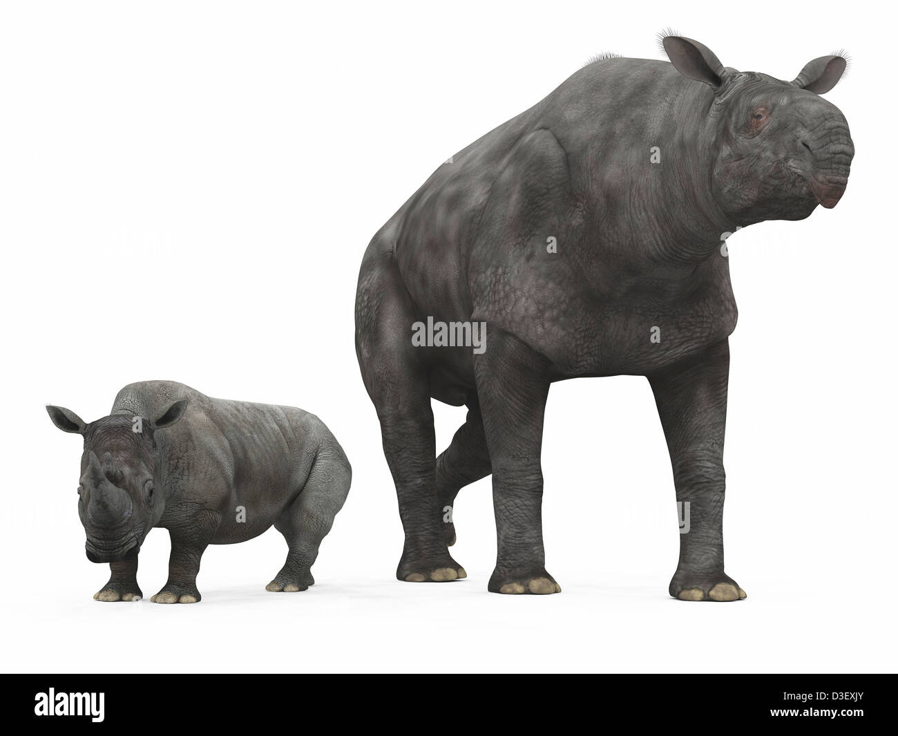 Un adulto Paraceratherium rispetto a un moderno adulto rinoceronte bianco. Foto Stock