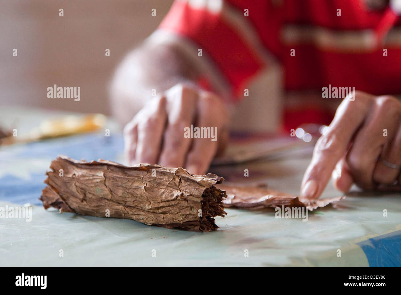 Il sigaro maker rendendo un laminato a mano sigaro cubano da un fascio di secche di foglie di tabacco Viñales, Cuba, Caraibi Foto Stock