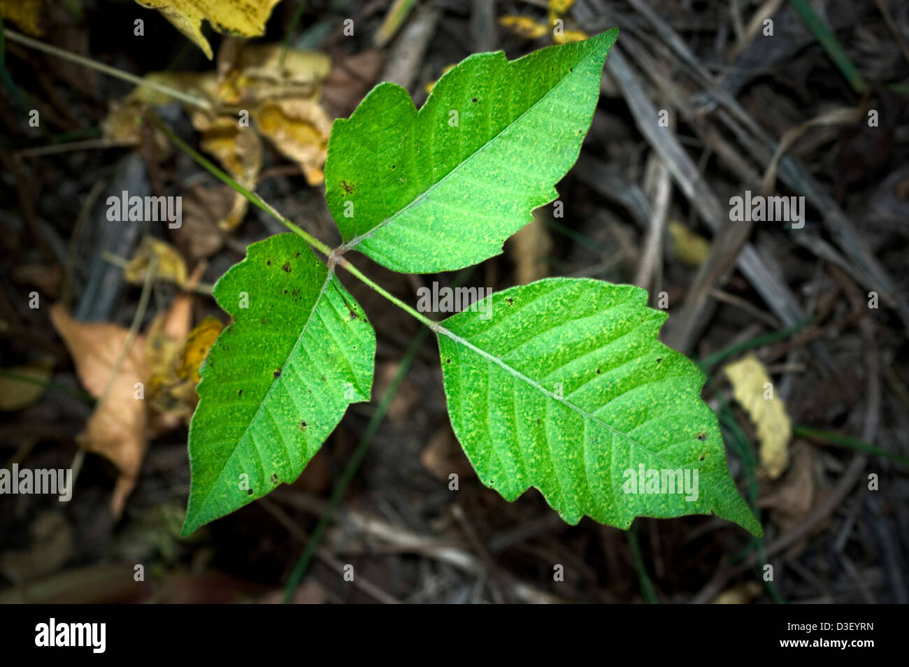 poison ivy Foto Stock