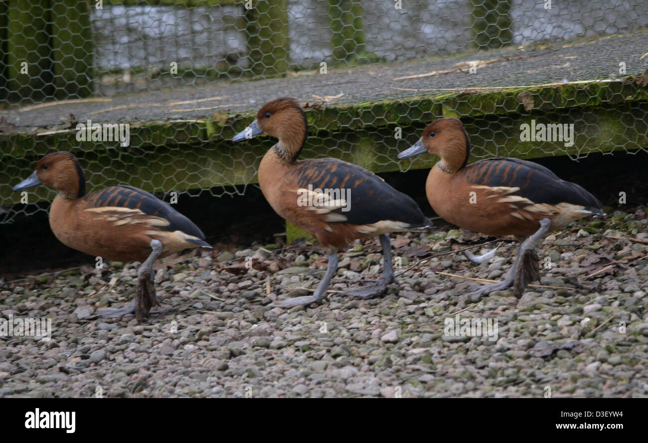 Sibilo Fulvous anatre Foto Stock
