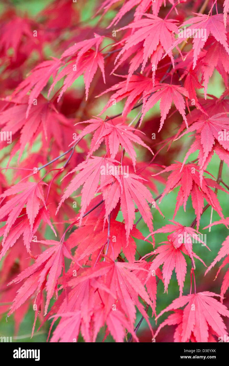 ACER PALMATUM CHITOSEYAMA Foto Stock