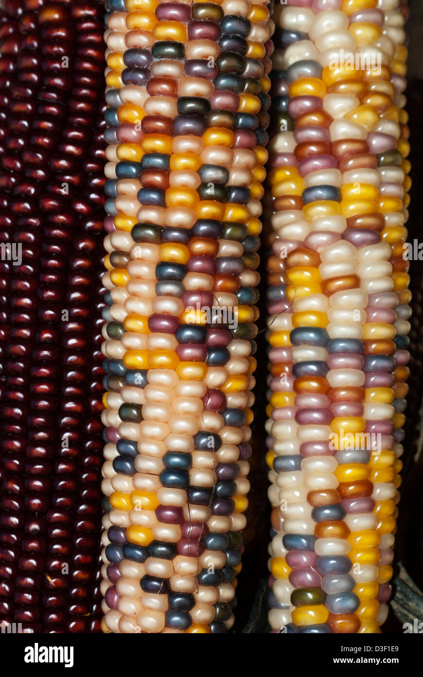 Mais indiano, o di mais vitreo, Zea mays indurata Foto Stock