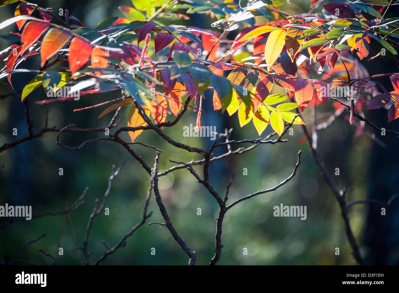 Foglie colorate retro illuminato dal sole a Stone Mountain Park vicino ad Atlanta, Georgia, Stati Uniti d'America. Foto Stock