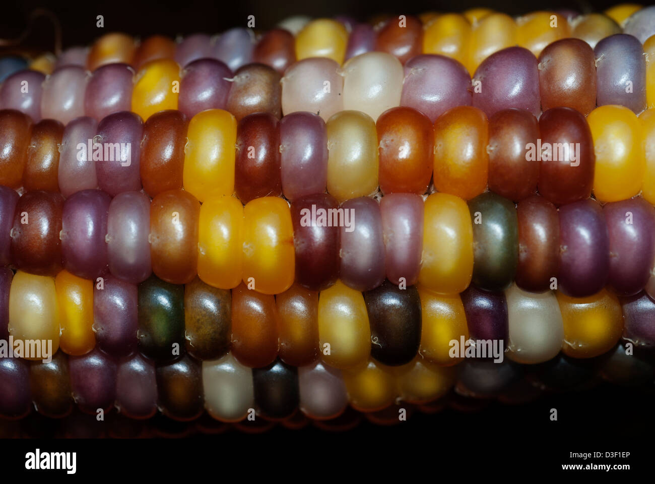 Mais indiano, o di mais vitreo, Zea mays indurata Foto Stock