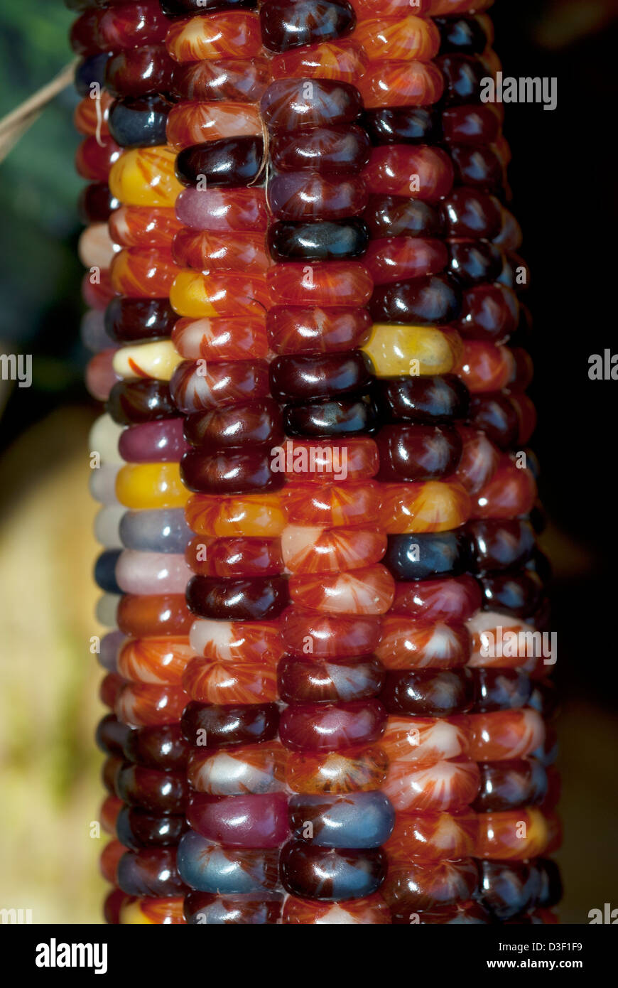 Mais indiano, o di mais vitreo, Zea mays indurata Foto Stock