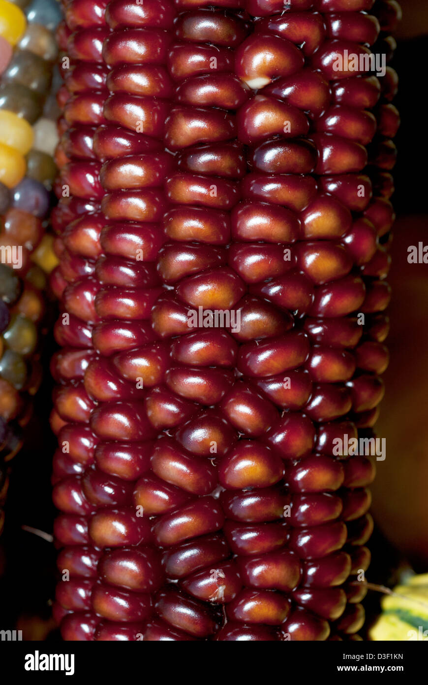 Mais indiano, o di mais vitreo, Zea mays indurata Foto Stock