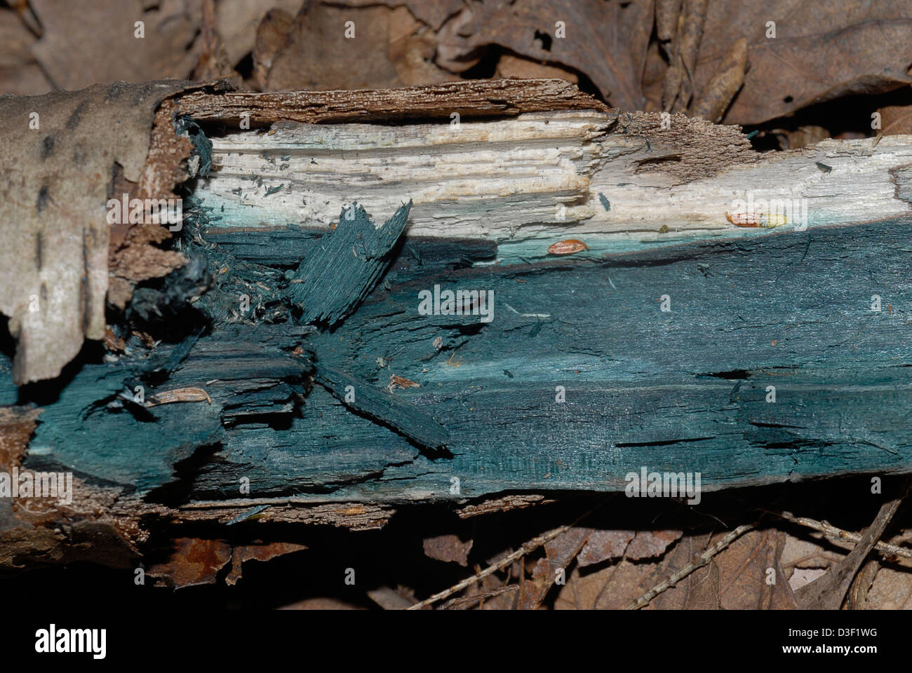 Chlorociboria aeruginascens è un saprobic specie di funghi che provoca la colorazione verde del legno Foto Stock