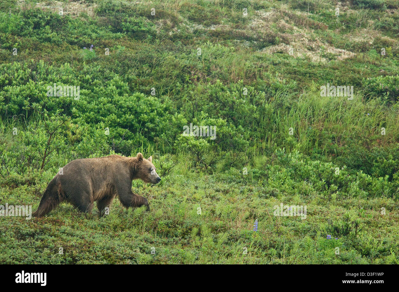 Alaskan l'orso bruno (Ursus arctos) camminando sulla tundra Foto Stock