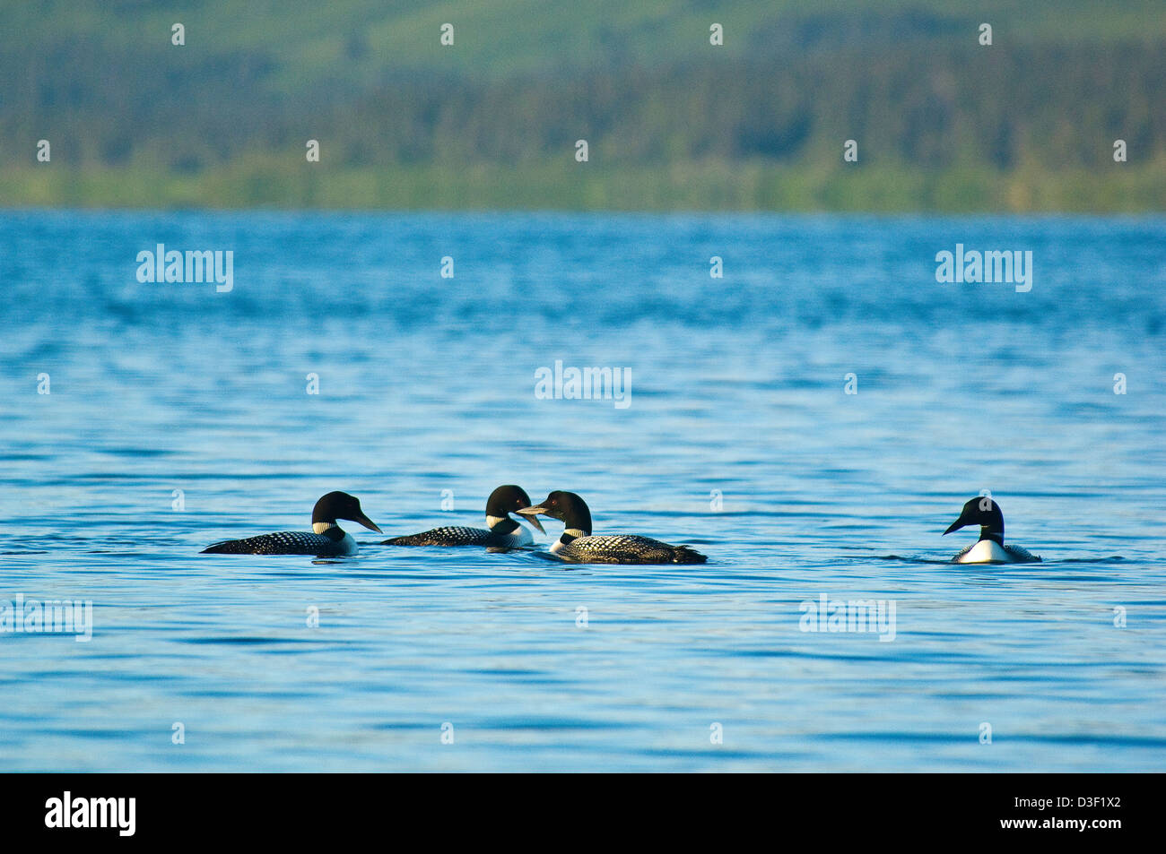 Loons comune (Gavia immer) sul Lago Aleknagik vicino Dillingham Alaska Foto Stock
