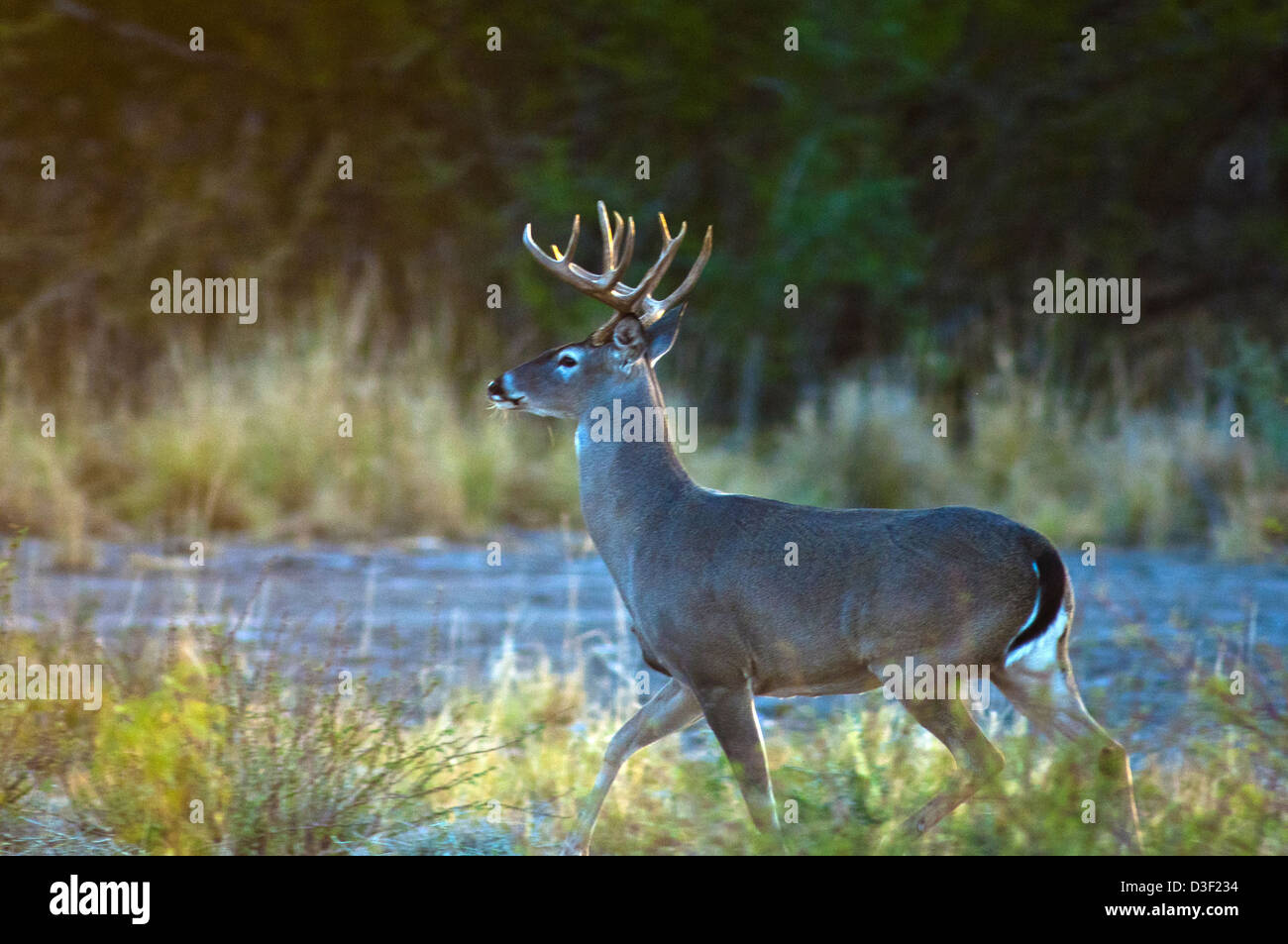 Culbianco buck deer (Odocoileus virginianus) su un ranch vicino Spofford Texas Foto Stock