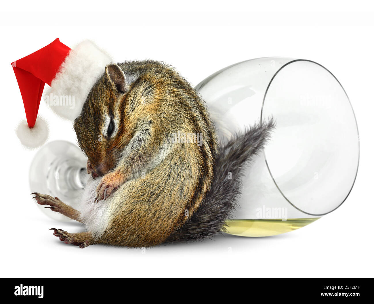 Funny ubriaco Scoiattolo striado dress santa hat con vetro di champagne su sfondo Foto Stock