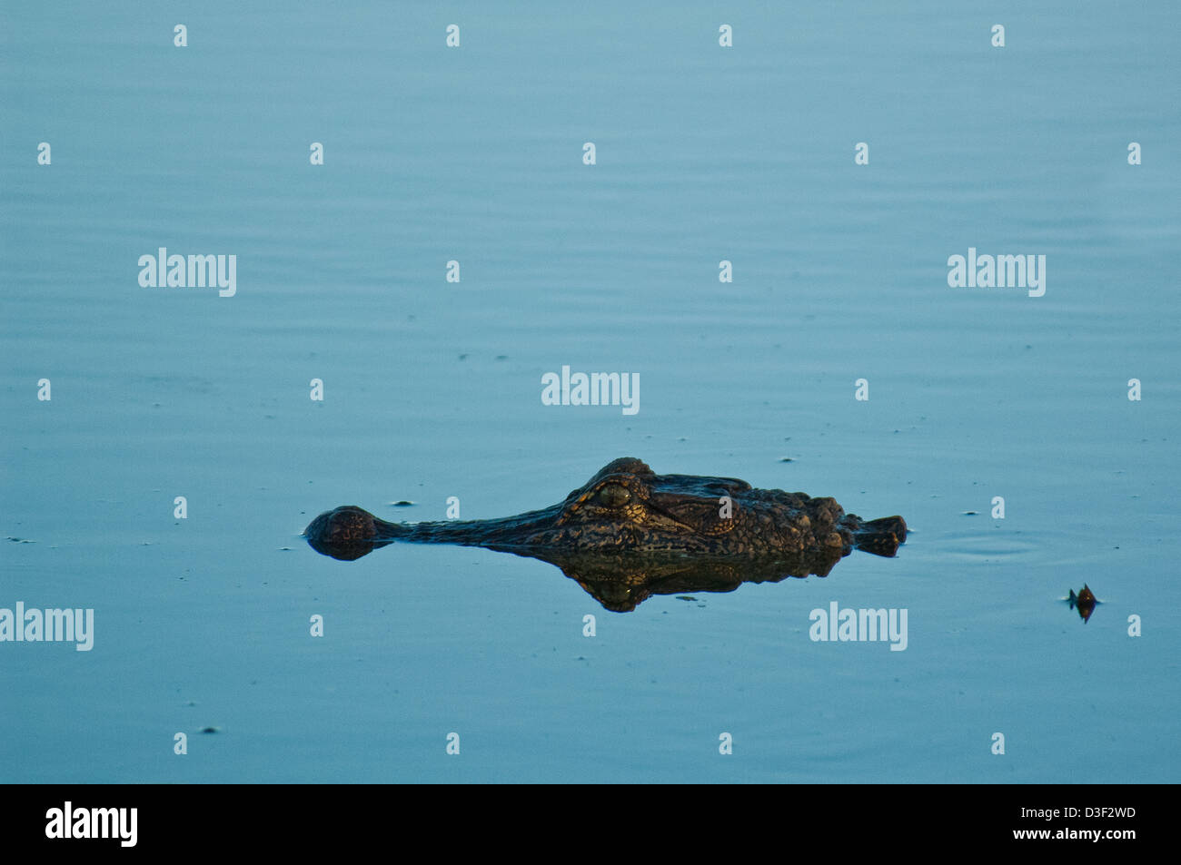 Il coccodrillo americano (Alligator mississippiensis) in una palude vicino a Myrtle Grove Louisiana Foto Stock