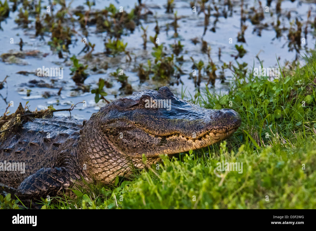 Il coccodrillo americano (Alligator mississippiensis) in una palude vicino a Myrtle Grove Louisiana Foto Stock