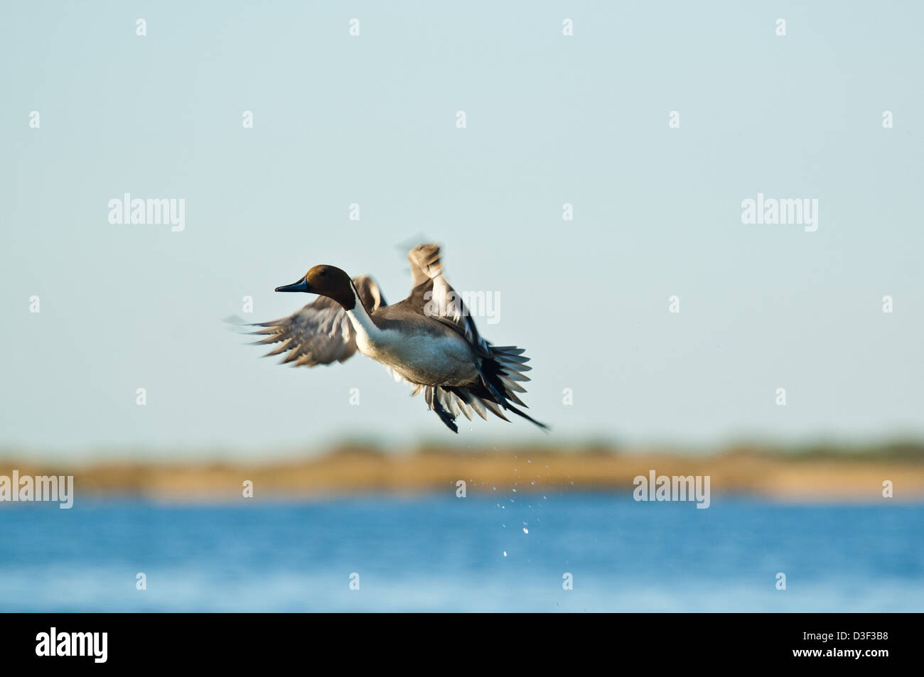 Northern Pintail (Anas acuta) drake maschio in volo, Rockport Texas Foto Stock