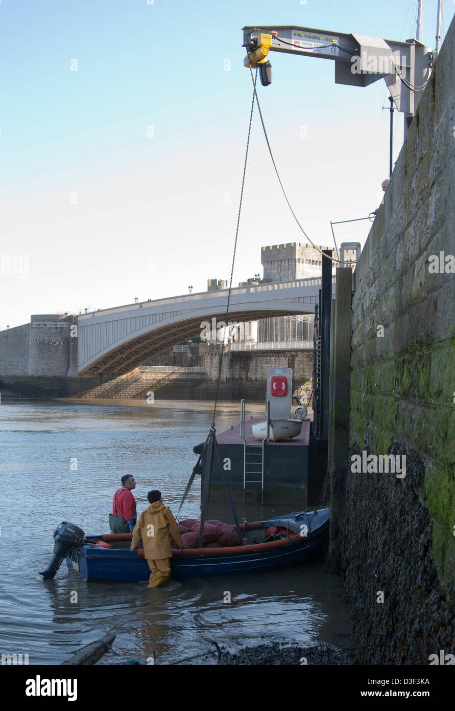 Posizionamento dei pescatori di un battello pronto per le loro catture di essere sollevato per il Quayside, Conwy in Galles del Nord, Regno Unito Foto Stock