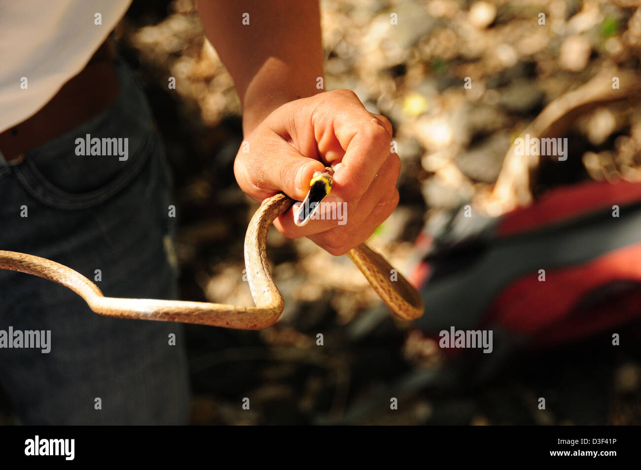 Vite marrone snake essendo mantenuto mentre si trova sull isola di Ometepe sul Lago di Nicaragua Foto Stock