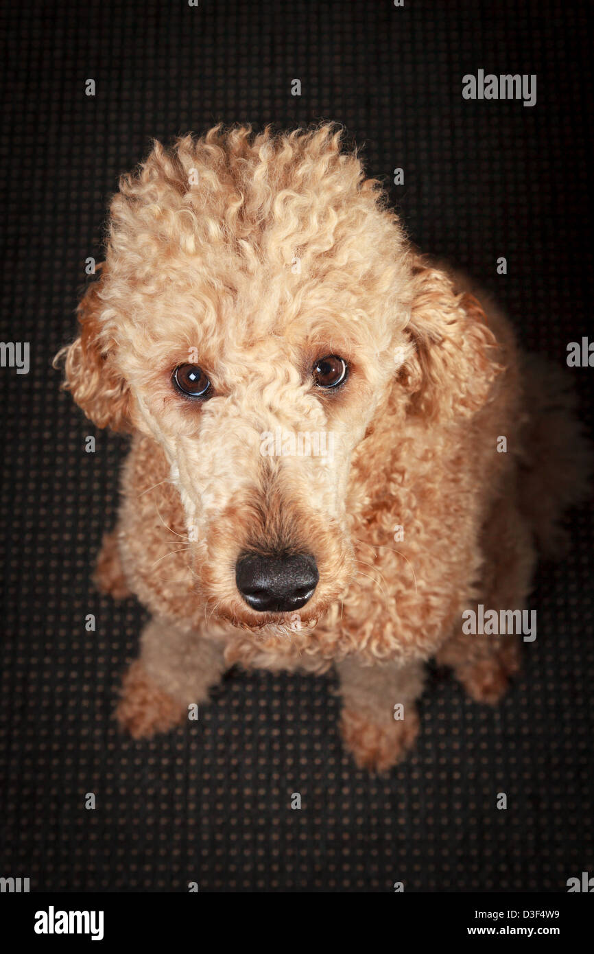 Staring poodle mendicando per dolci con lunghi capelli ricci e grandi occhi Foto Stock