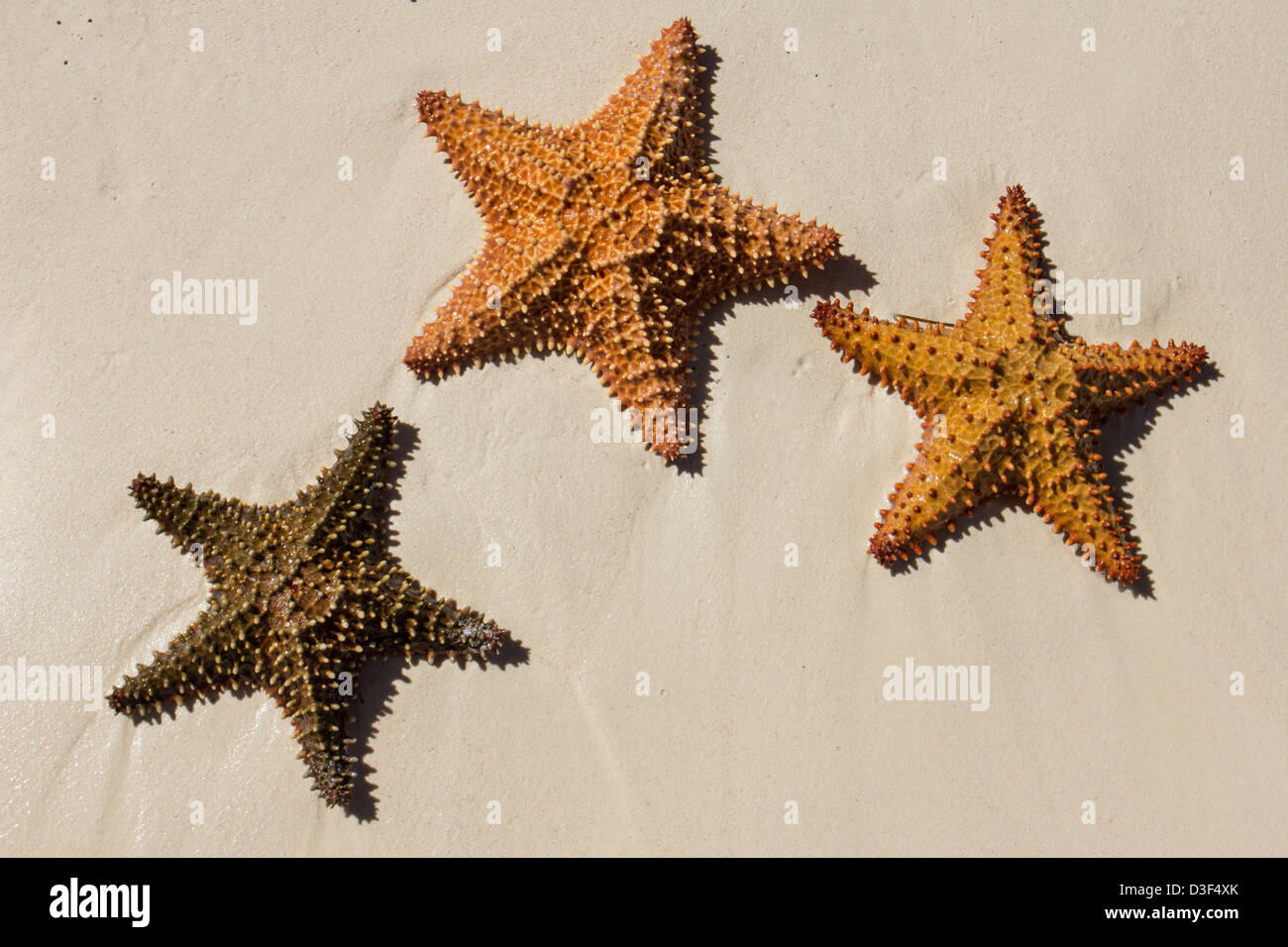 Starfish colorati sulla sabbia, su una spiaggia nella Repubblica Dominicana Foto Stock