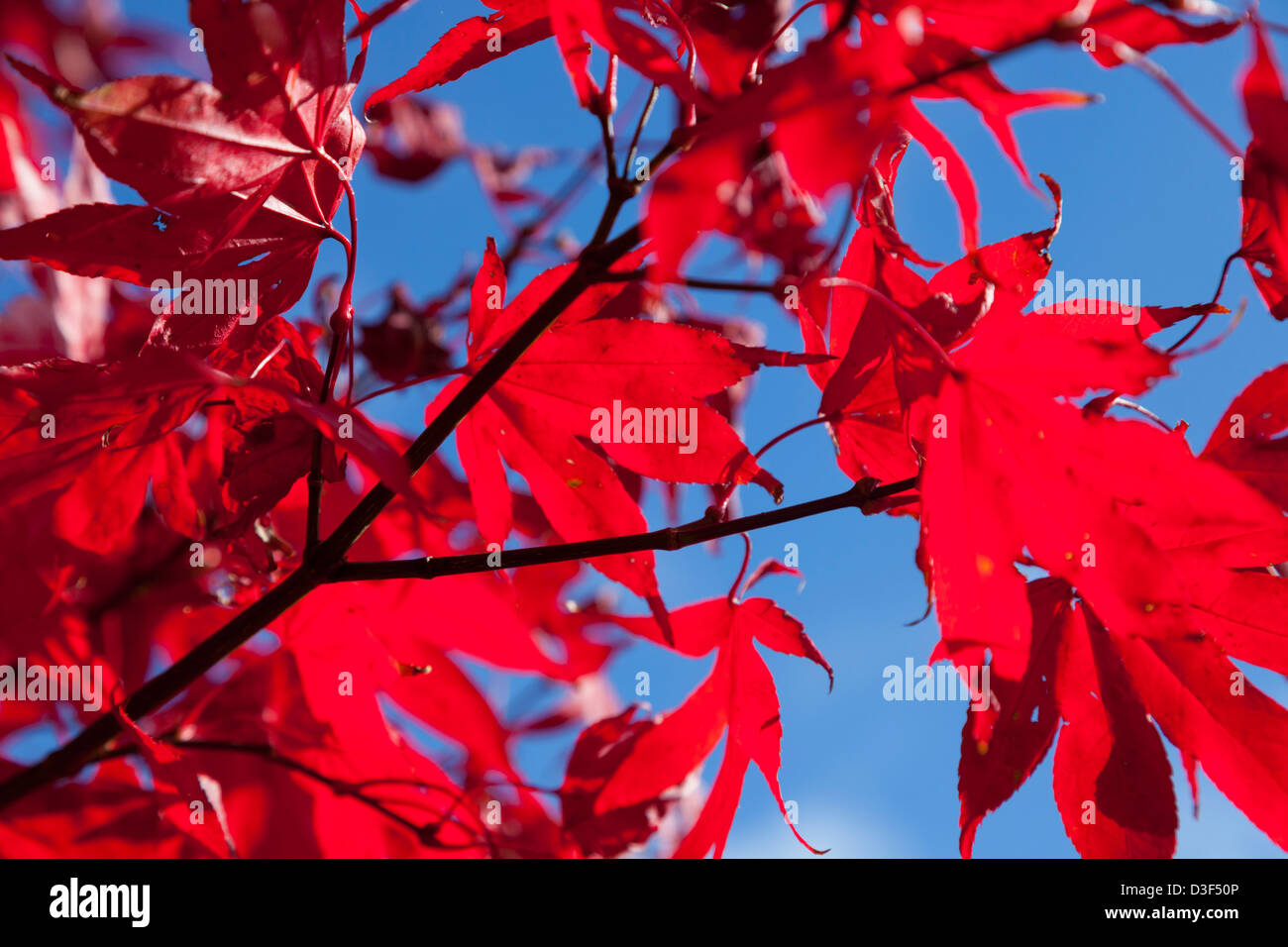 Colore di autunno a Batsford Arboretum Gloucestershire, Inghilterra Foto Stock