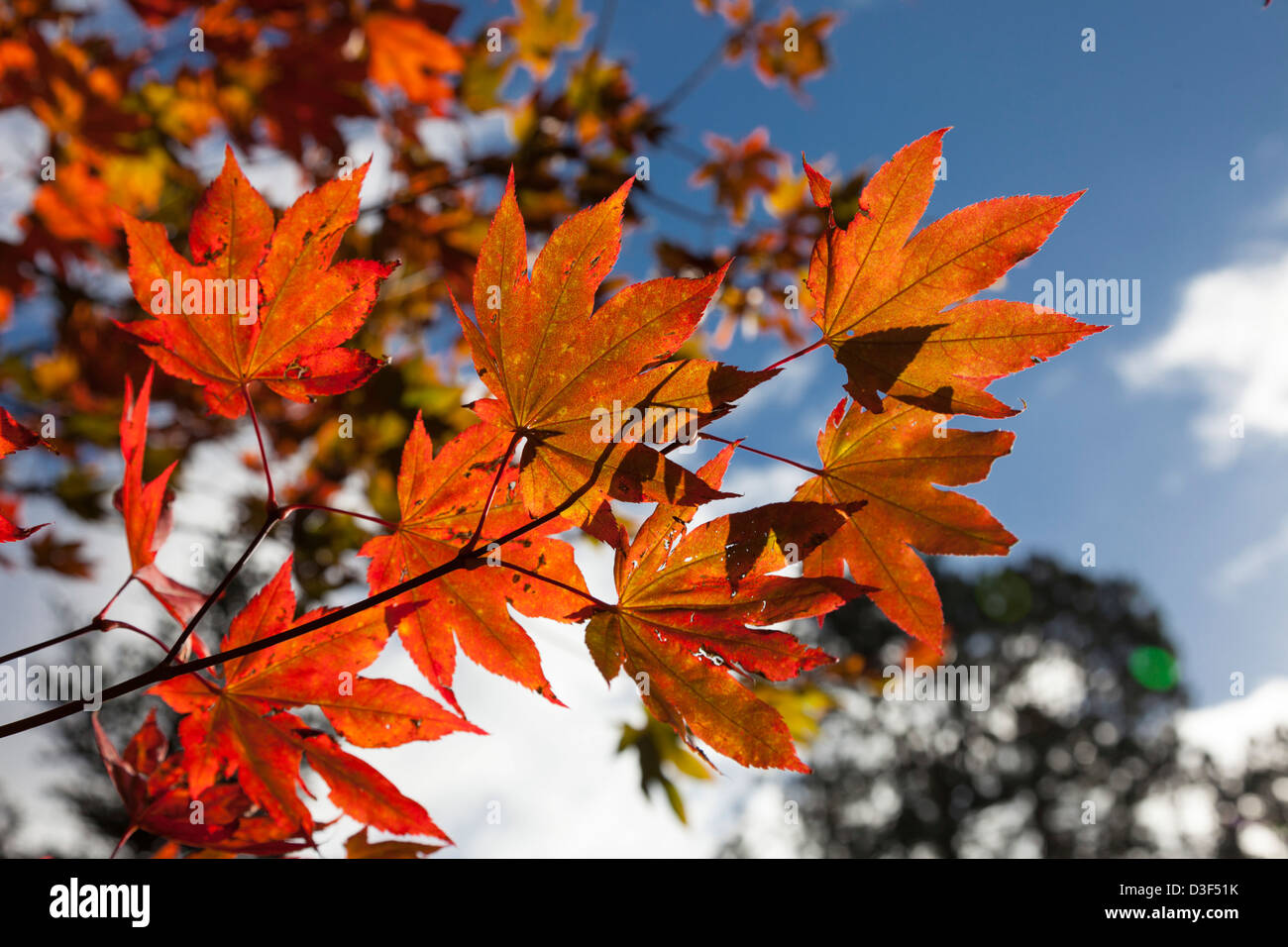 Colore di autunno a Batsford Arboretum Gloucestershire, Inghilterra Foto Stock