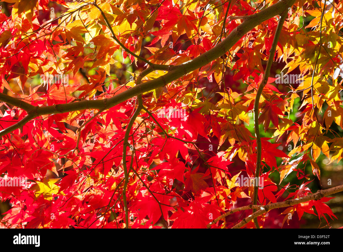 Colore di autunno a Batsford Arboretum Gloucestershire, Inghilterra Foto Stock