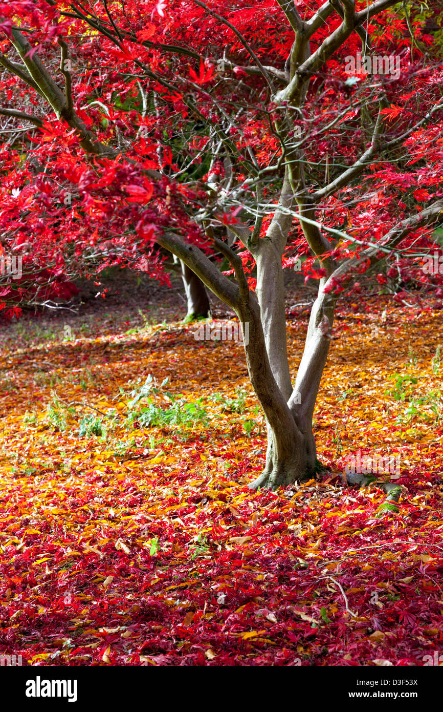 Colore di autunno a Batsford Arboretum Gloucestershire, Inghilterra Foto Stock