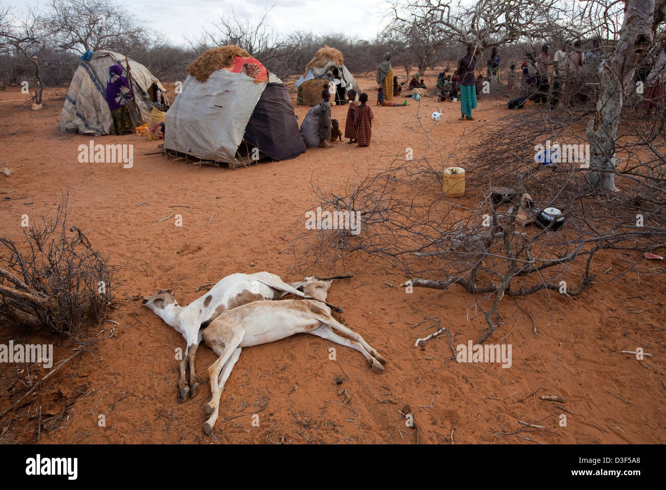 MAKUTANO, a nord di Elwak, Kenya orientale, 2 settembre 2009: due capre hanno appena morto qui a causa della mancanza di cibo. Foto Stock