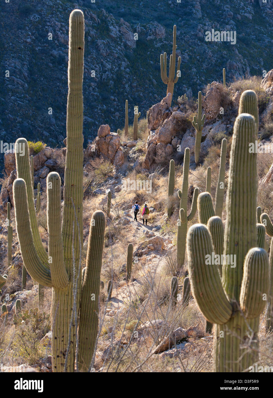 Gli escursionisti su un sentiero in stato di Catalina Park Foto Stock