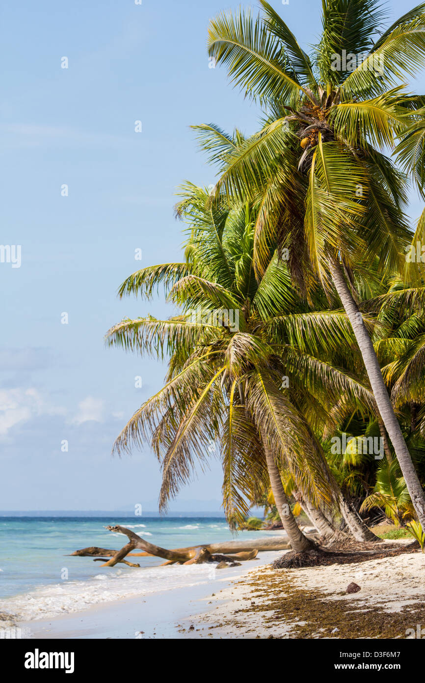 Palme sulla spiaggia dell'isola di Saona, Repubblica Dominicana, Mar dei Caraibi Foto Stock