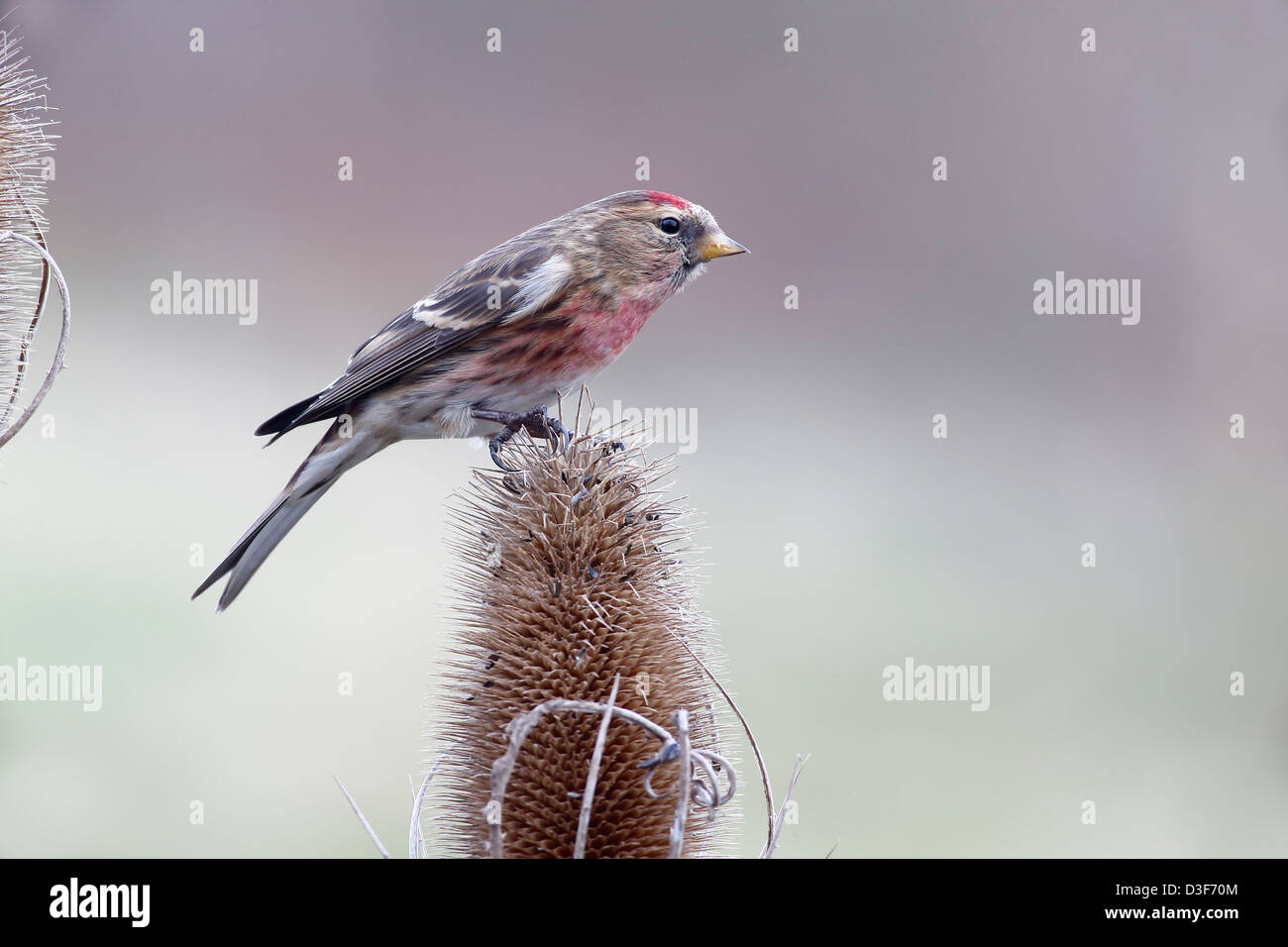 Lesser redpoll, Carduelis cabaret, singolo uccello su Teasel, Warwickshire, Febbraio 2013 Foto Stock