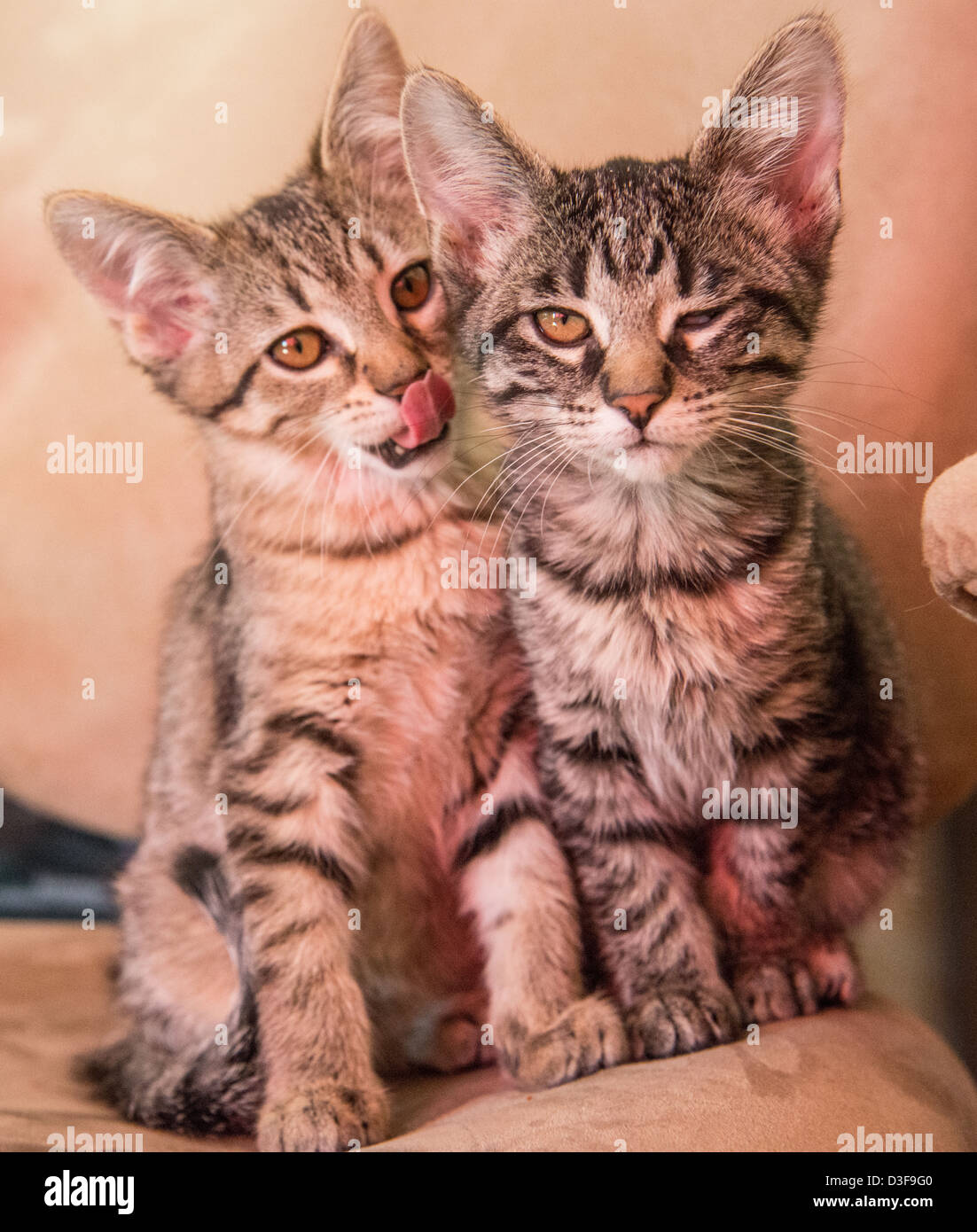 Due gemelli gattini Foto Stock