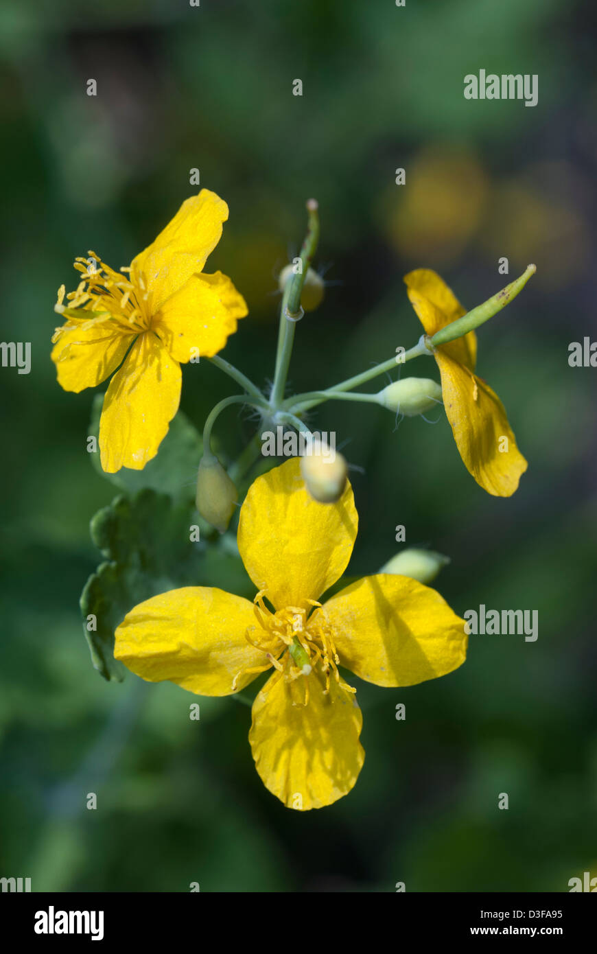 Chelidonium majus, maggiore celandine Foto Stock