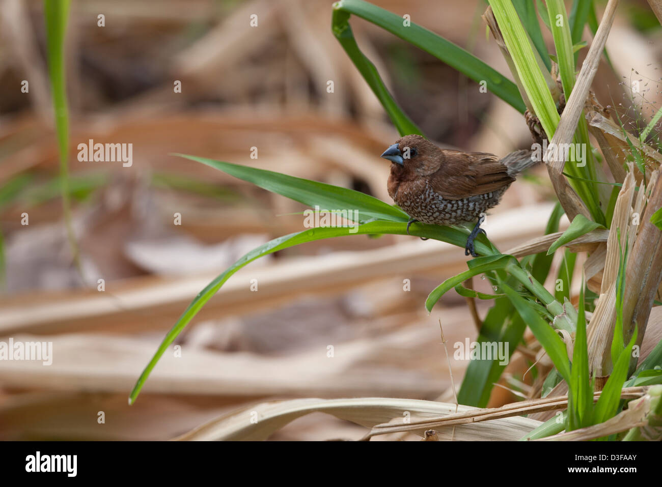 Noce moscata Mannikin (Lonchura punctulata nisoria), rovistando presso il Resort Mimpi Tulamben in Bali, Indonesia. Foto Stock