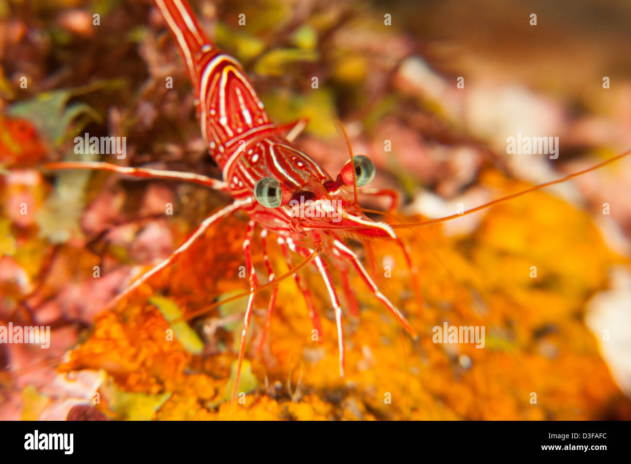 Dancing Gamberetti (Rhynchocinetes durbanensis) su un tropical Coral reef in Bali, Indonesia. Foto Stock