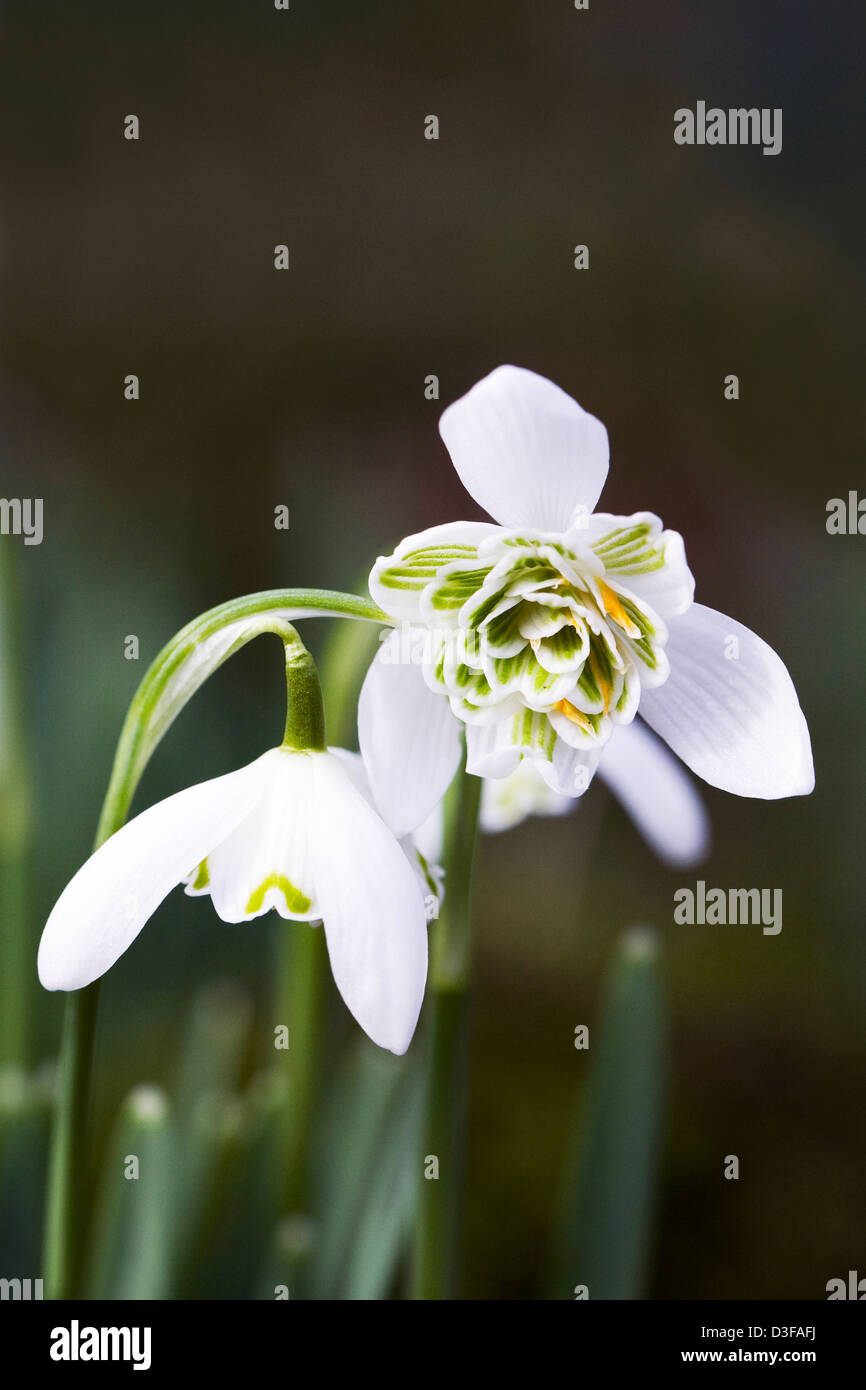Galanthus nivalis 'Plenus'. Doppio snowdrop crescono nel giardino. Foto Stock