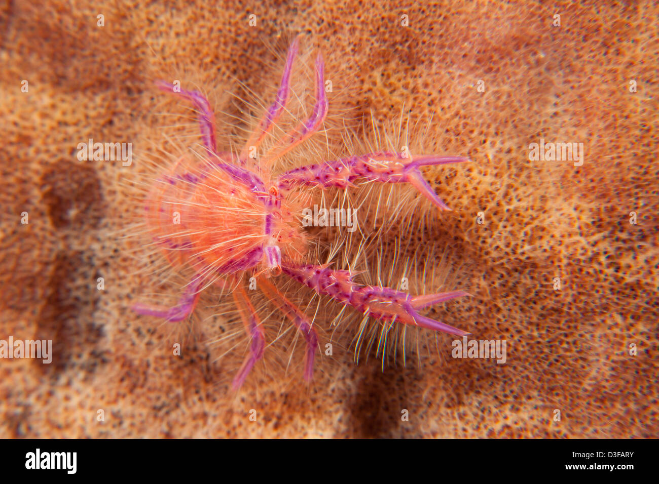 Hairy Squat Lobster (Lauriea siagiani) su un tropical Coral reef in Bali, Indonesia. Foto Stock