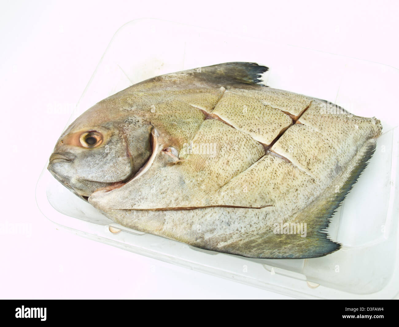 Un butterfish fresco su una cancellata vassoio di plastica isolati su sfondo bianco. Uno dei piatti a base di frutti di mare freschi dalla Tailandia Foto Stock