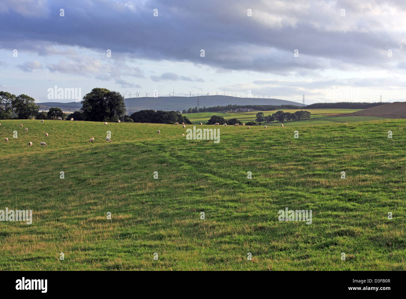 Campo verde con delle pecore e delle turbine a vento a distanza Foto Stock