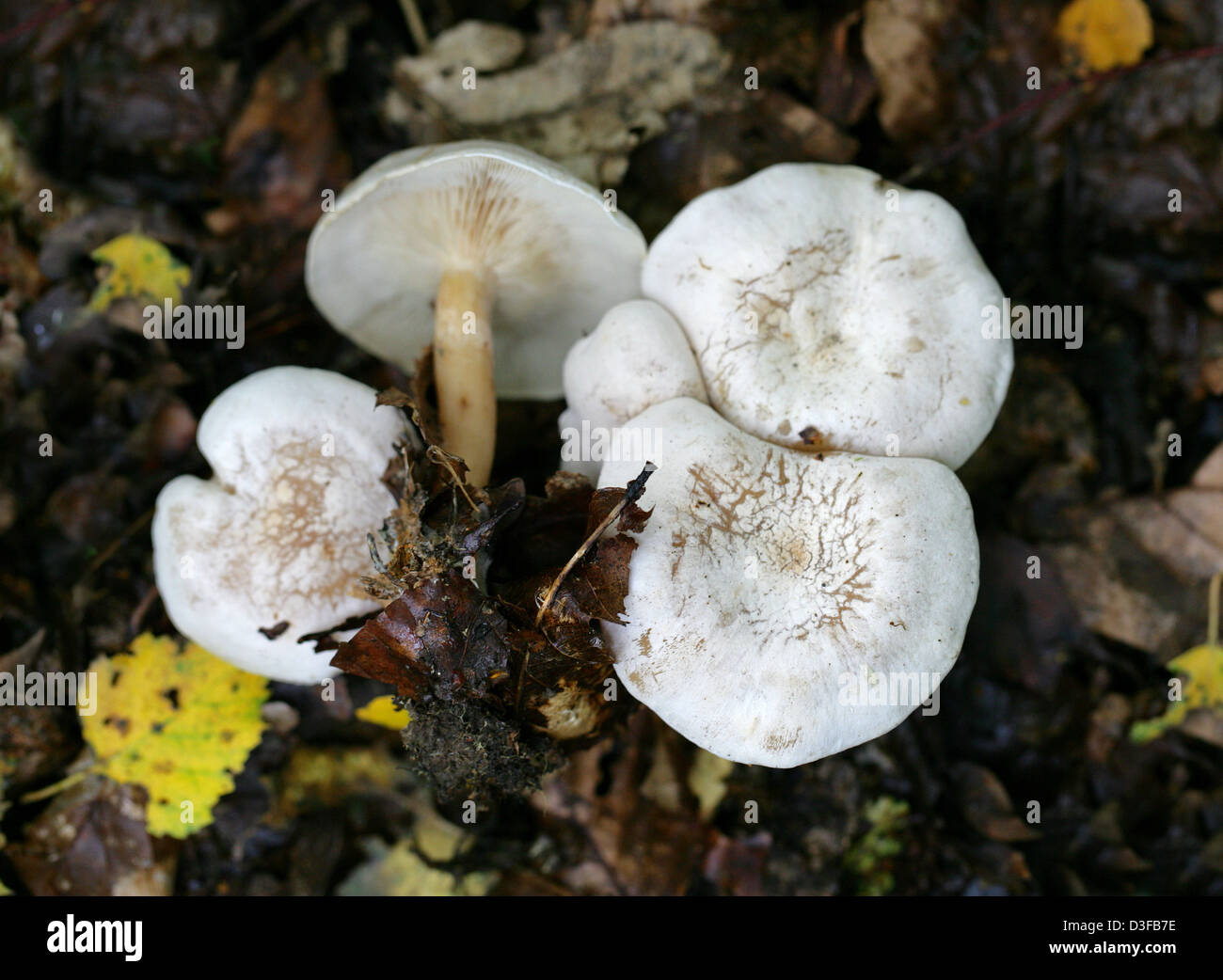 Un cavaliere bianco fungo, Tricholoma stiparophyllum, Tricholomataceae. Foto Stock