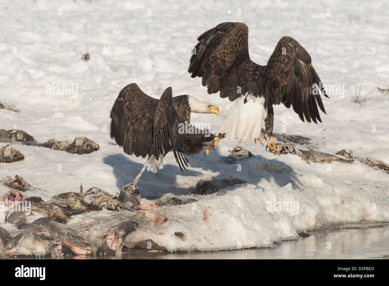 Foto di stock di aquile calve in lotta per il pesce. Foto Stock