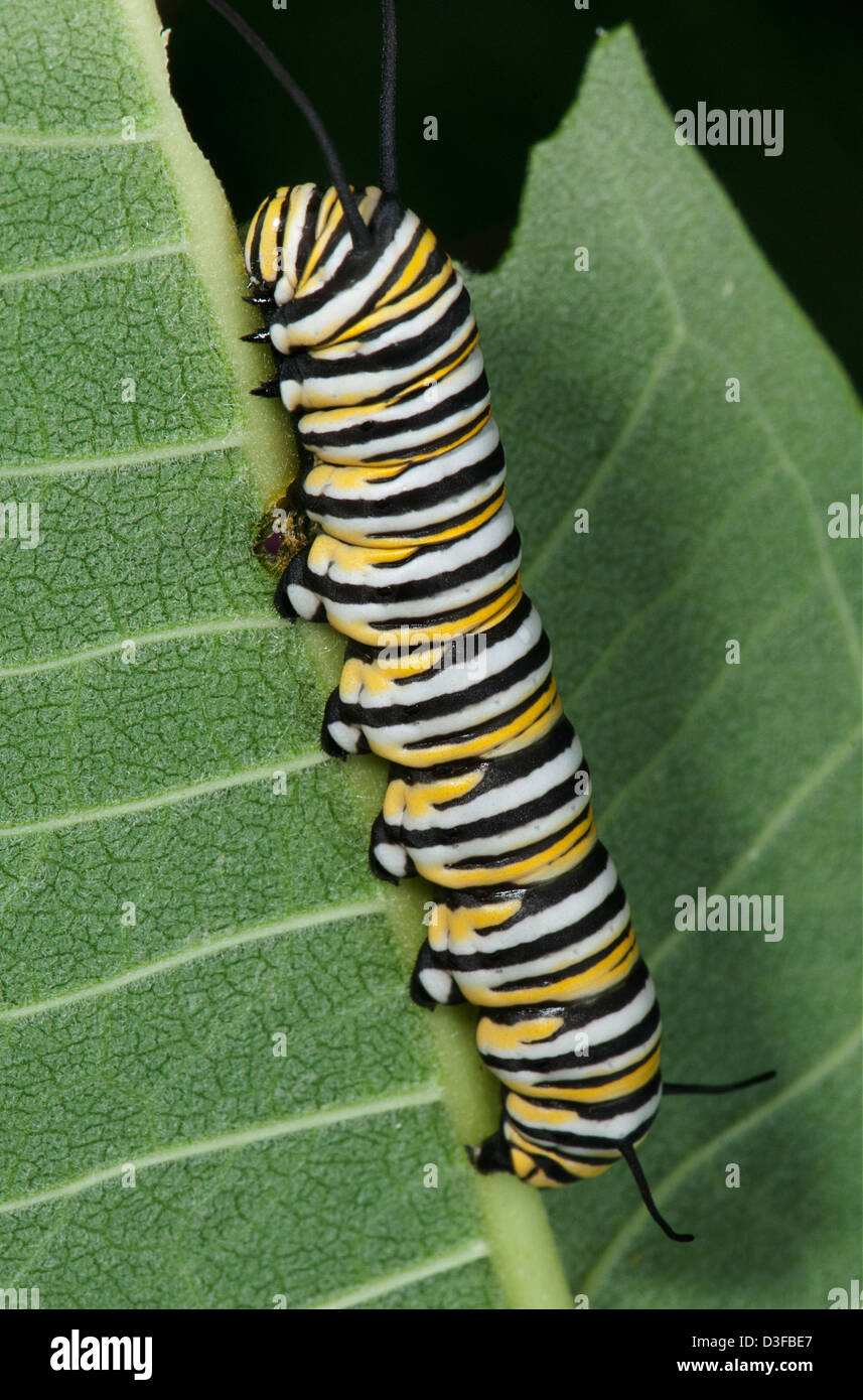 La Monarch caterpillar alimentazione su foglia milkweed Foto Stock