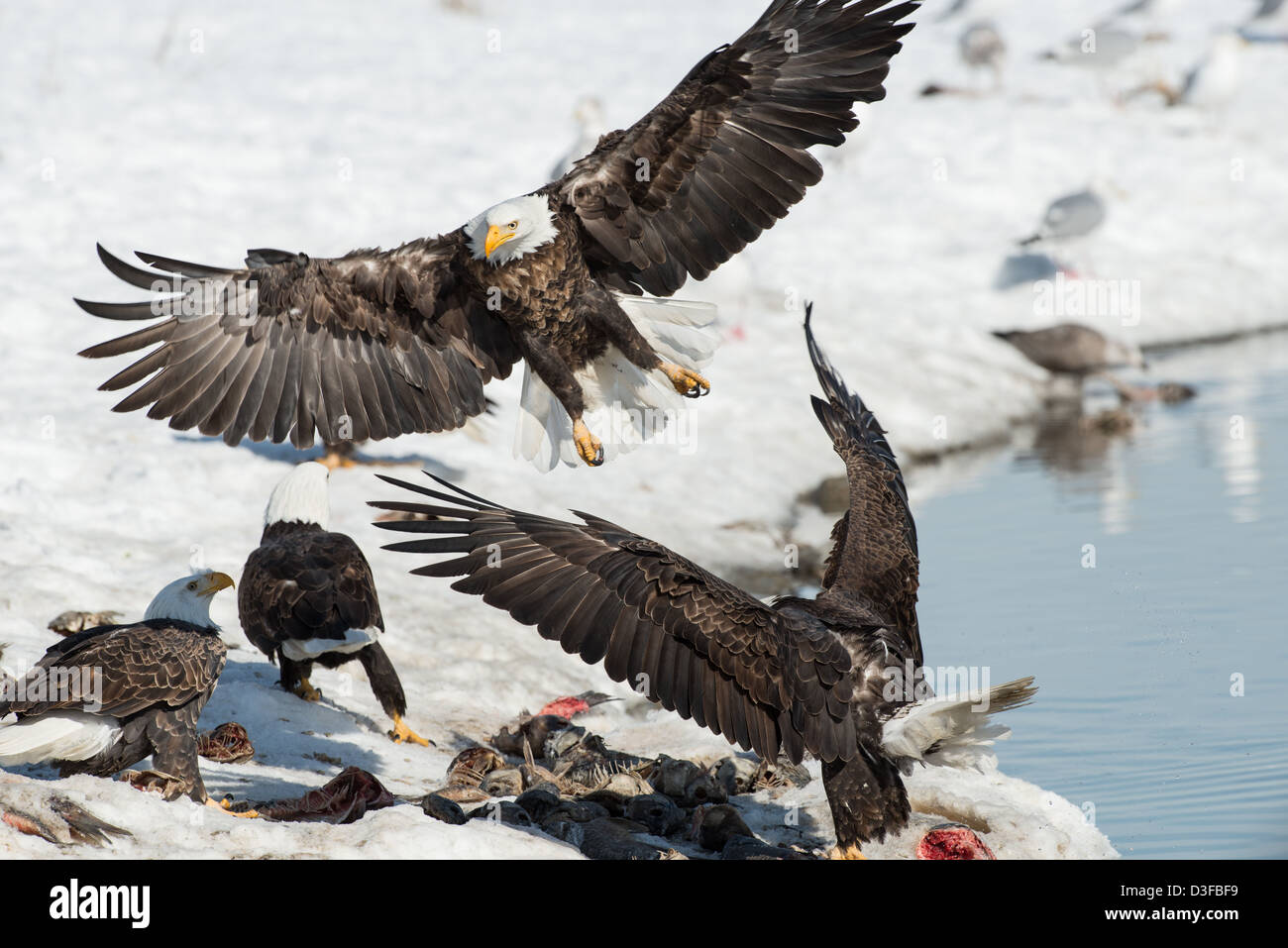 Foto di stock di aquile calve in lotta per il pesce. Foto Stock