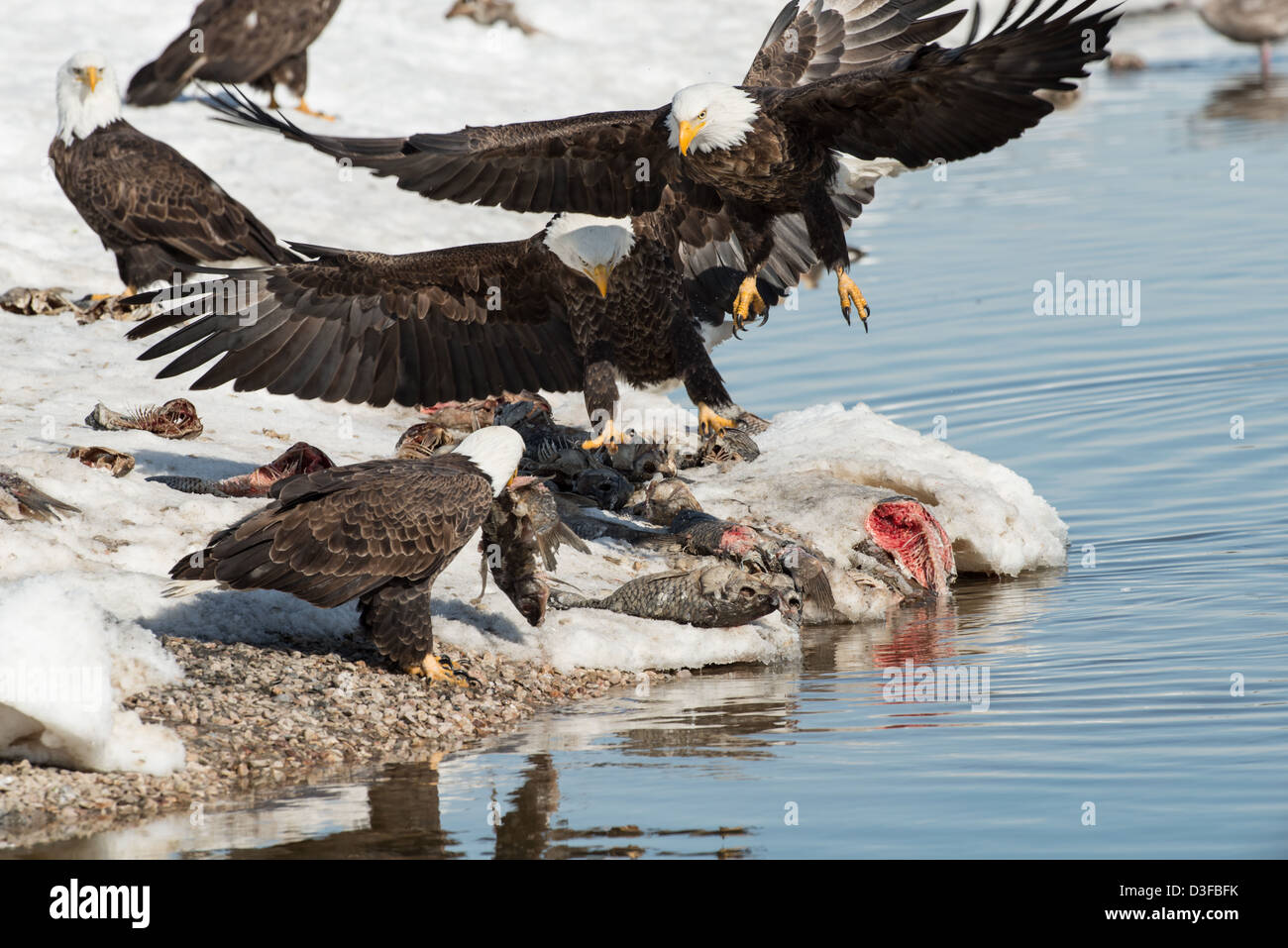 Foto di stock di aquile calve in lotta per il pesce. Foto Stock