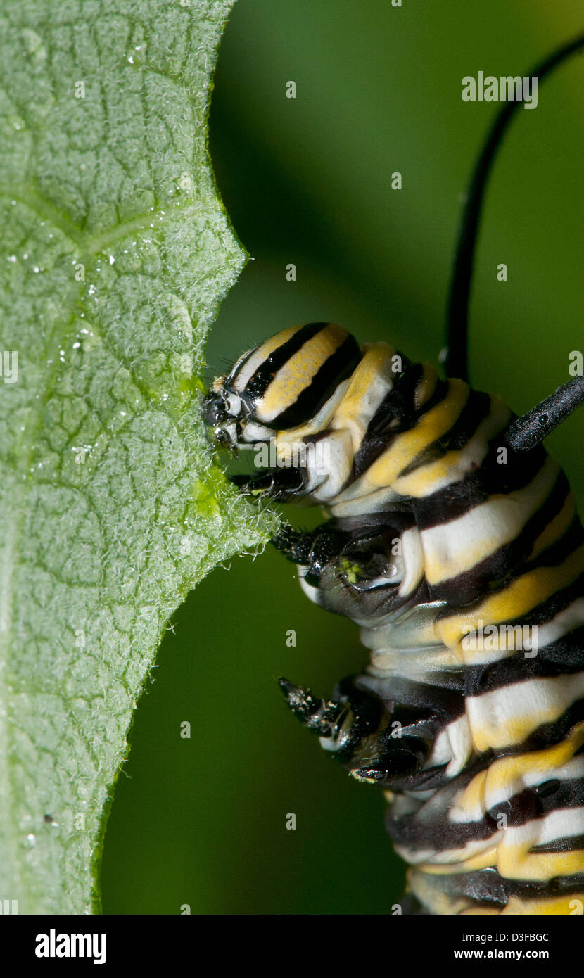 La Monarch caterpillar alimentazione su foglia milkweed Foto Stock