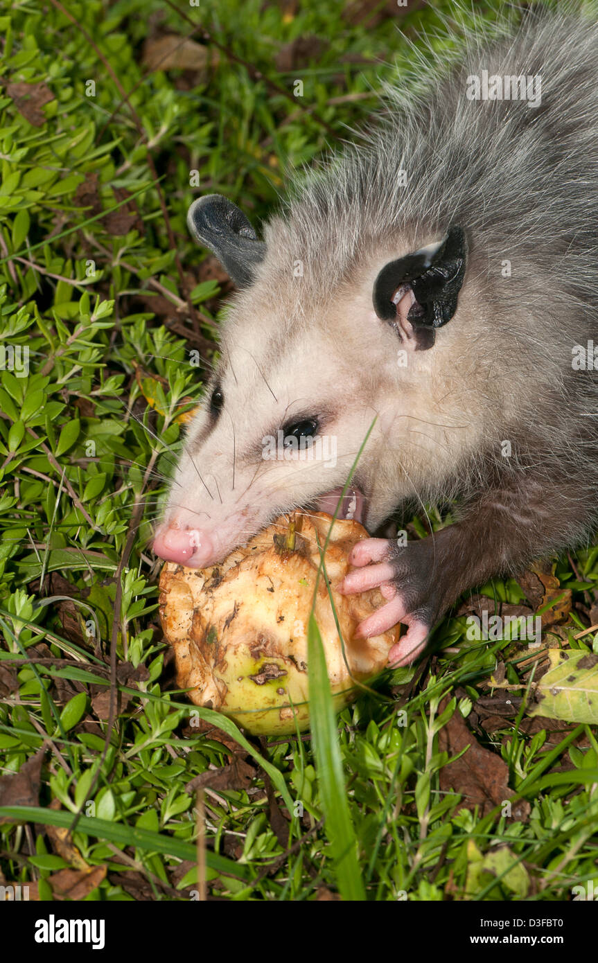 Giovane maschio Virginia opossum, Didelphis virginiana Foto Stock