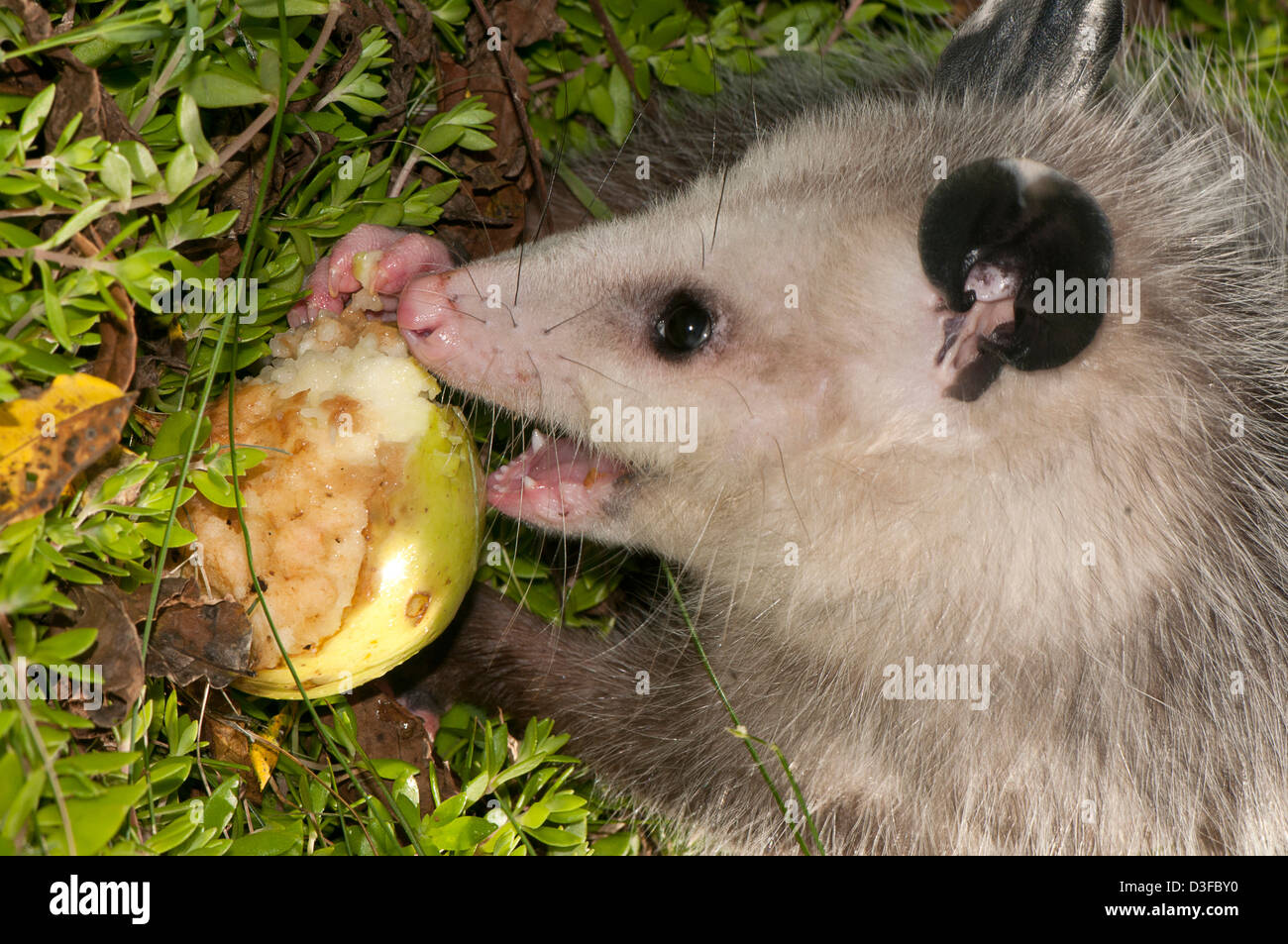 Giovane maschio Virginia opossum, Didelphis virginiana Foto Stock