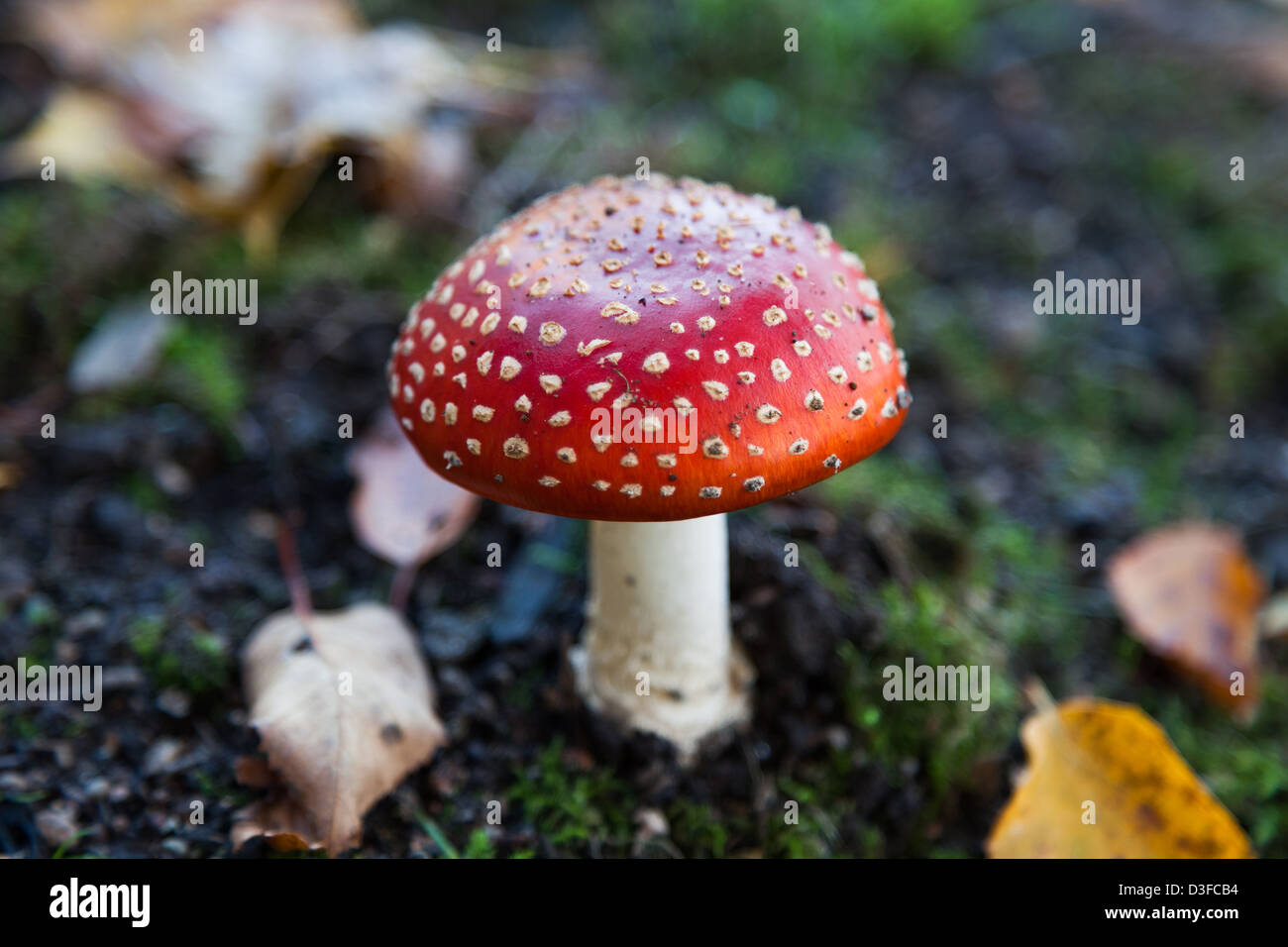Red Amanita velenose Organismo, close up shot Foto Stock